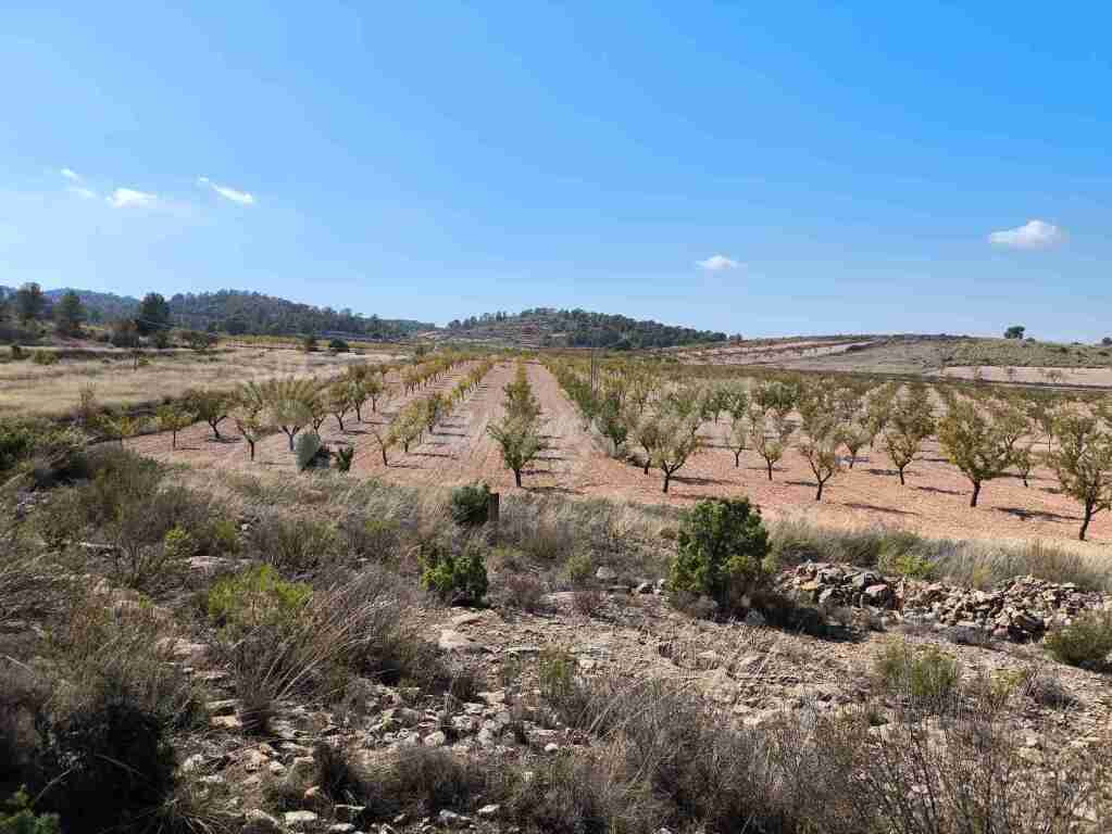 Suelo rústico en Venta en Jumilla Murcia