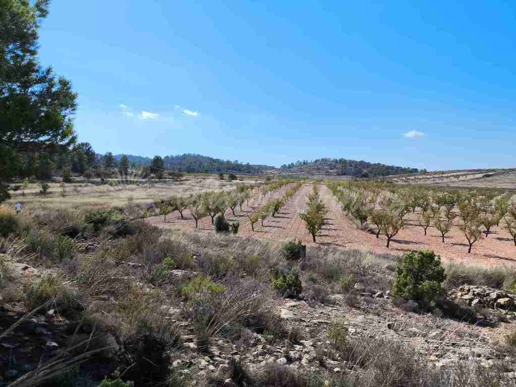 Suelo rústico en Venta en Jumilla Murcia - foto 2