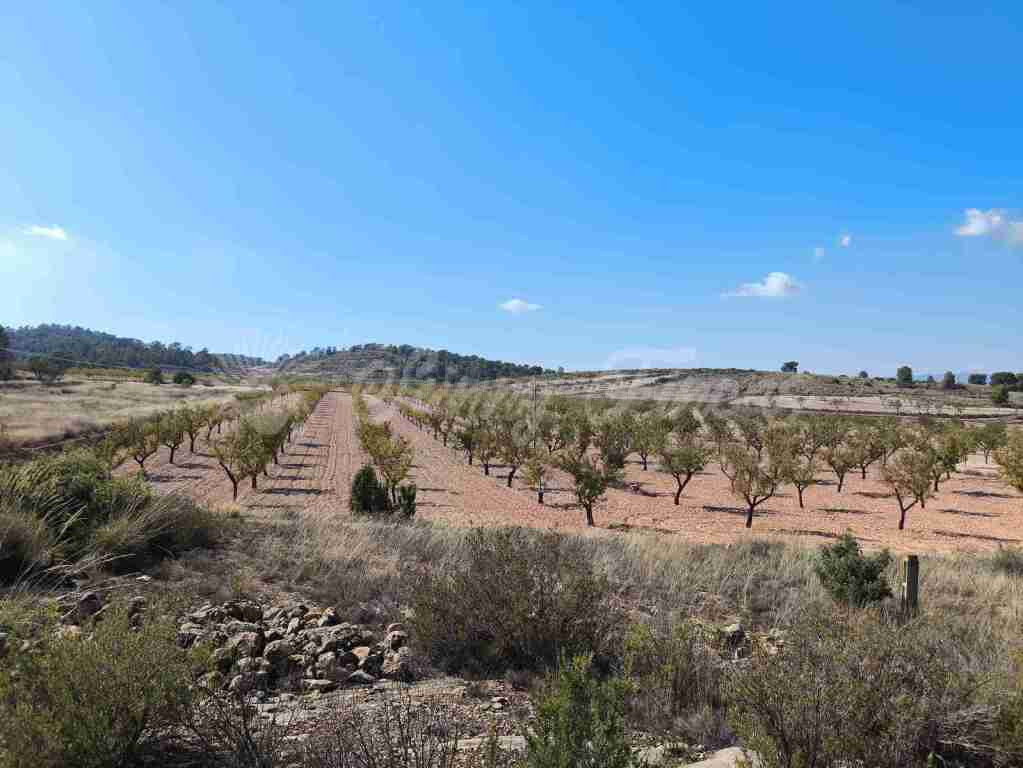 Suelo rústico en Venta en Jumilla Murcia - foto 3
