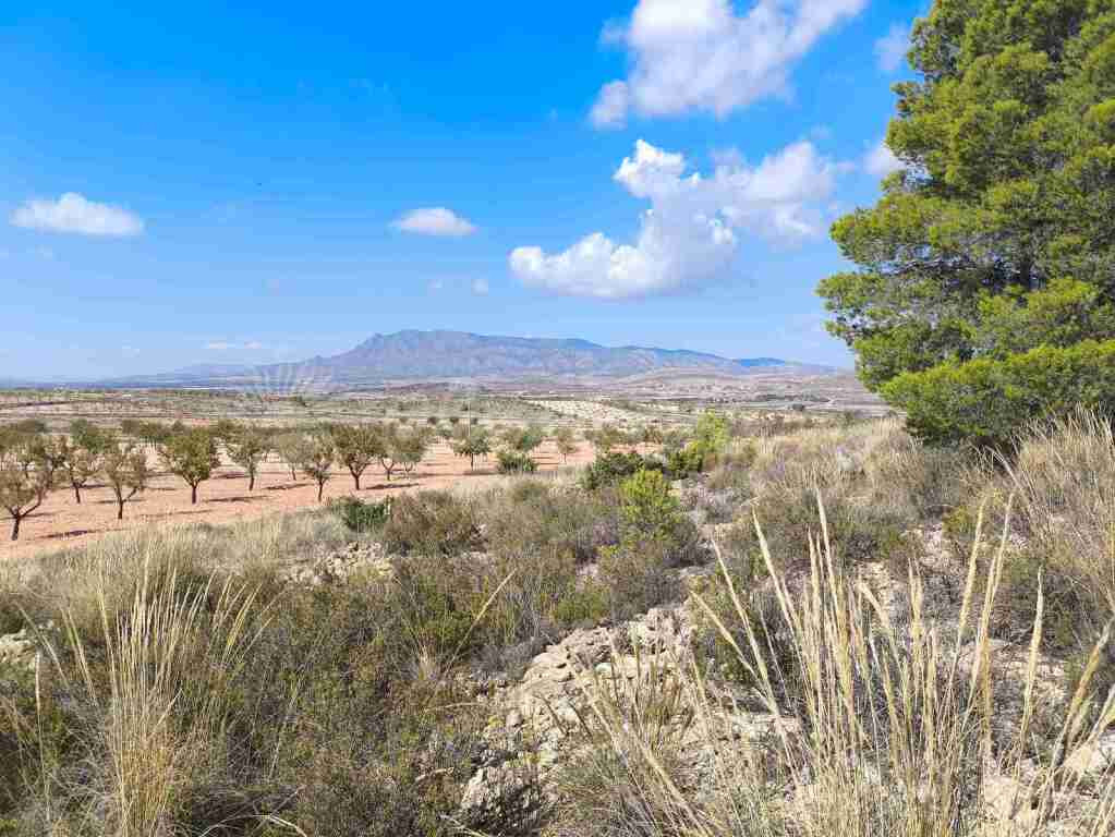 Suelo rústico en Venta en Jumilla Murcia - foto 4
