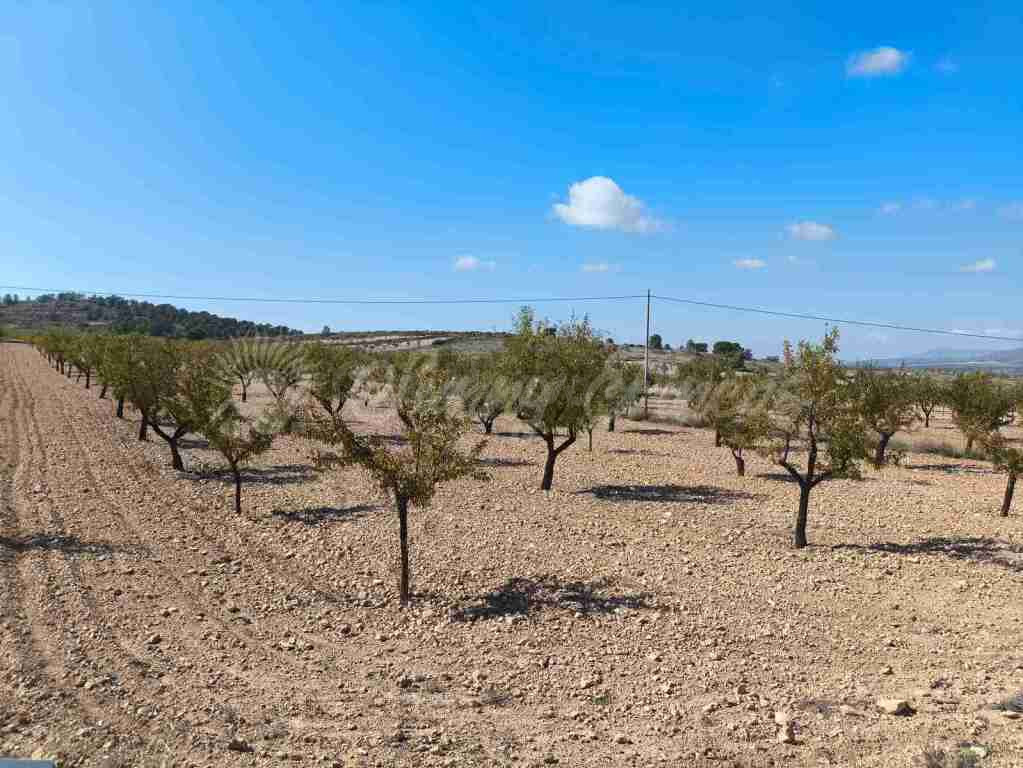 Suelo rústico en Venta en Jumilla Murcia - foto 5