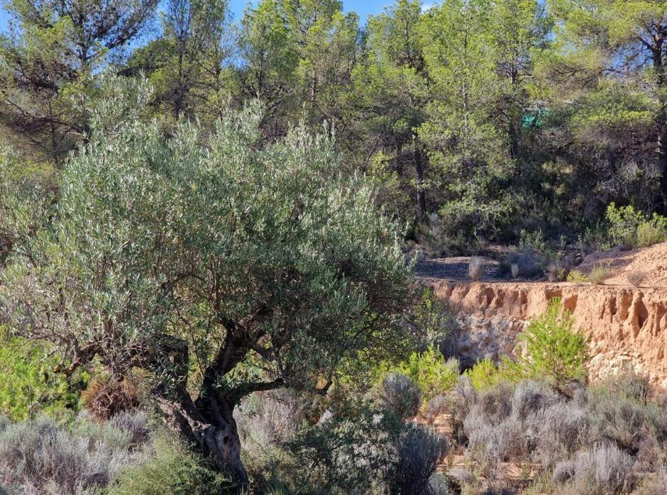 SE VENDE PARCELA  / 27.000 MTS / FACIL ACCESO / TIBI