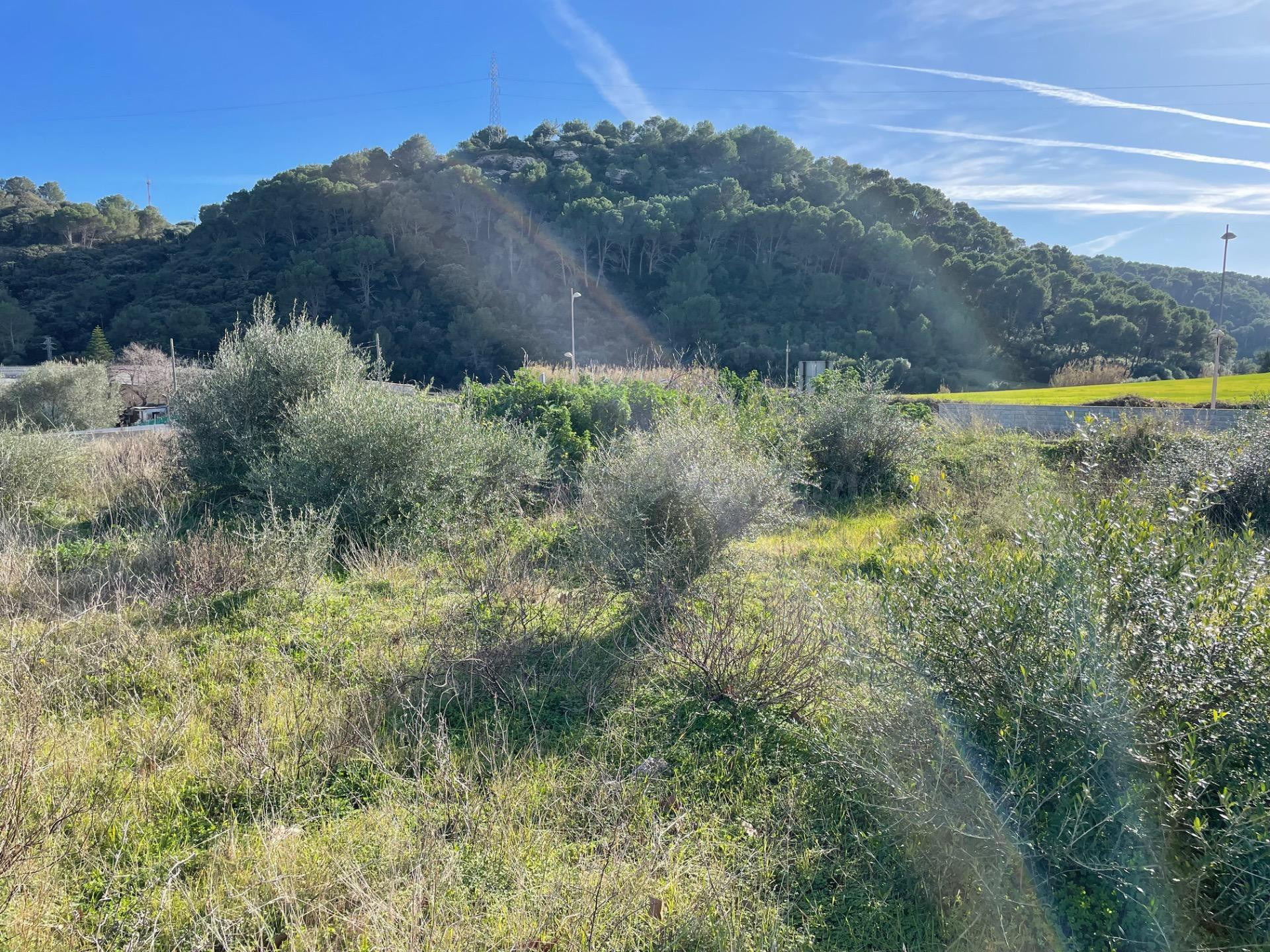 Terreno Urbanizable en Ferreries con Vistas Despejadas al Ca - foto 5