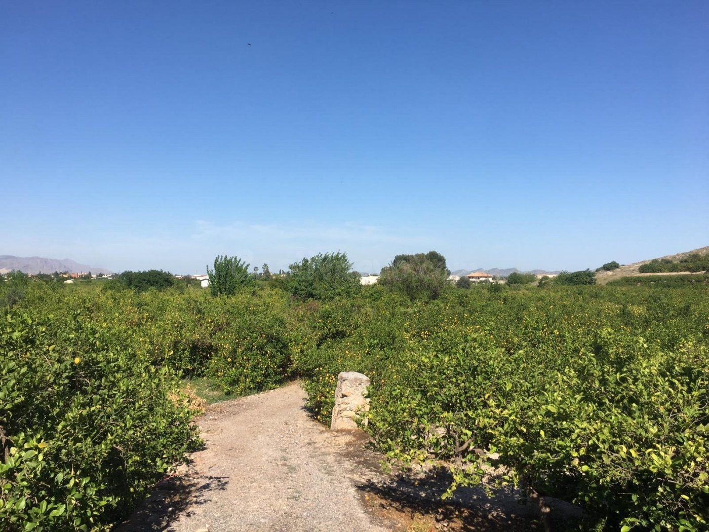 SE VENDE TERRENO PLANTADO DE LIMONEROS - foto 3