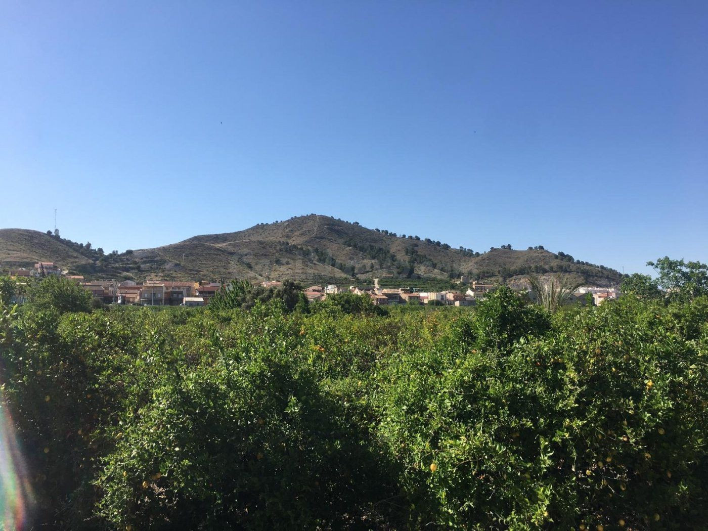 SE VENDE TERRENO PLANTADO DE LIMONEROS - foto 4
