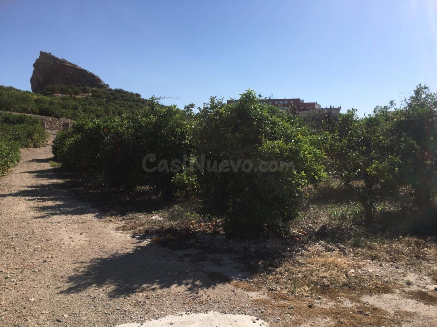 SE VENDE TERRENO PLANTADO DE LIMONEROS - foto 5