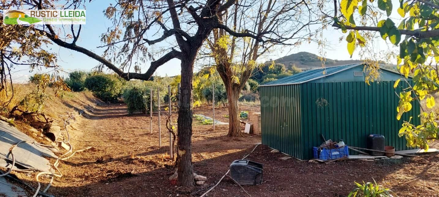 Finca de regadío con casita agrícola en los alrededores de J - foto 4