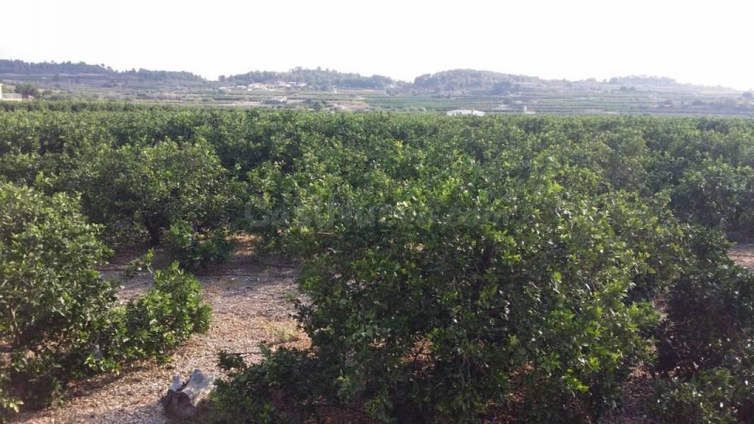 CAMPO DE NARANJOS CON CHALET