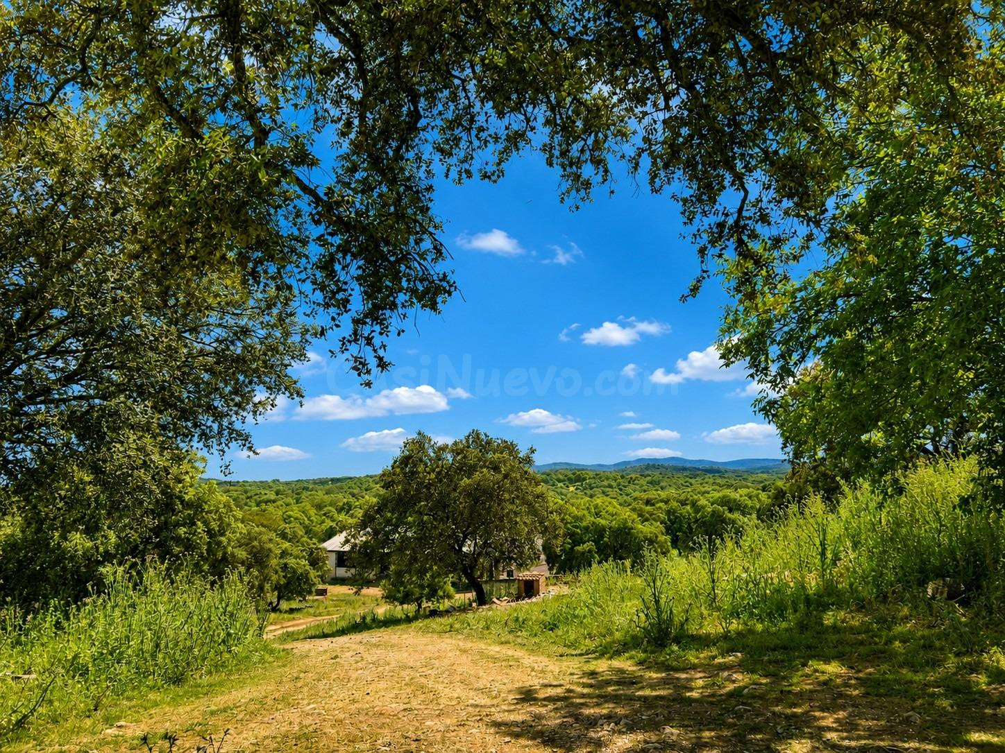 Dehesa de 97 ha con explotación ganadera, PAC, cortijo y 1.252 m2 construidos