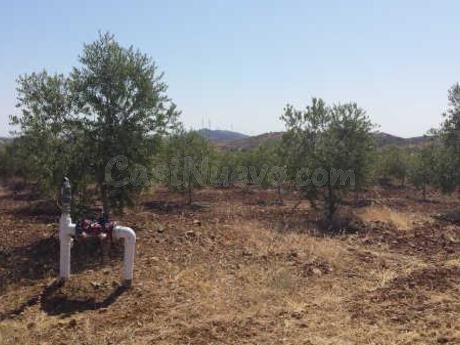 FINCA DE 115 Has DE OLIVAR INTENSIVO