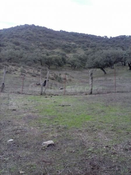 DEHESA 160 Has, GANADERA SIERRA DE HUELVA