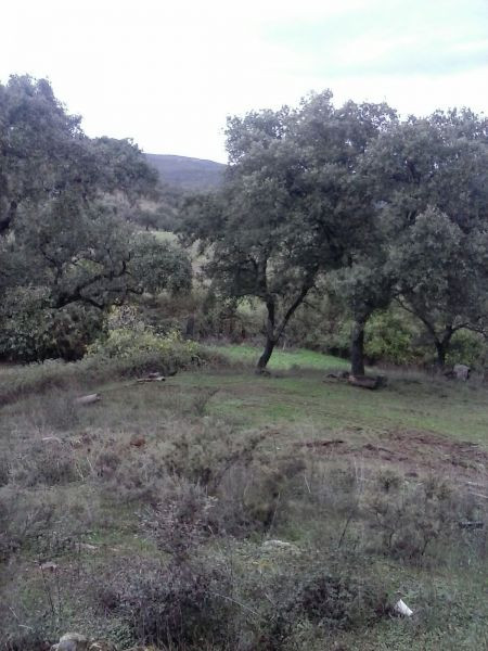 DEHESA 160 Has, GANADERA SIERRA DE HUELVA - foto 5