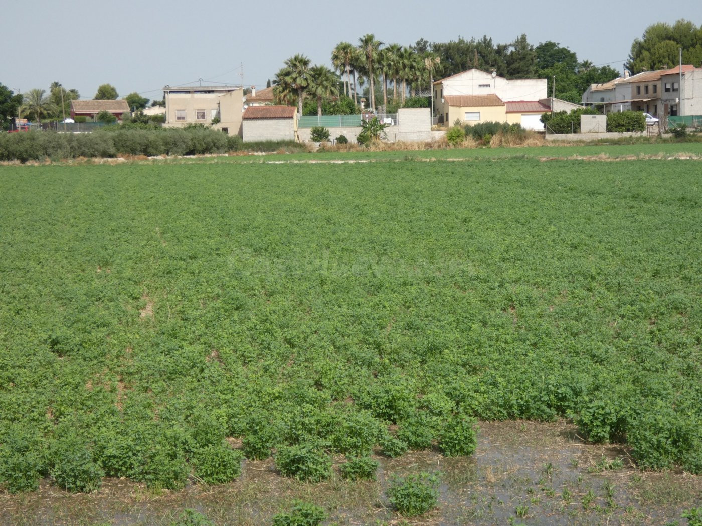 ++Terreno no urbano en Alguazas zona El Paraje++, 1513 m