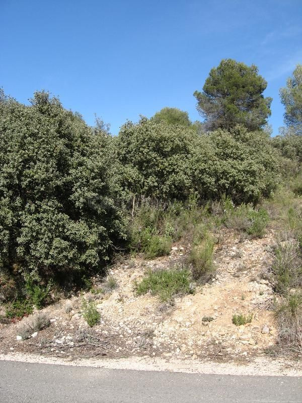 PARCELA EN NUEVA SIERRA, ALBALATE DE ZORITA