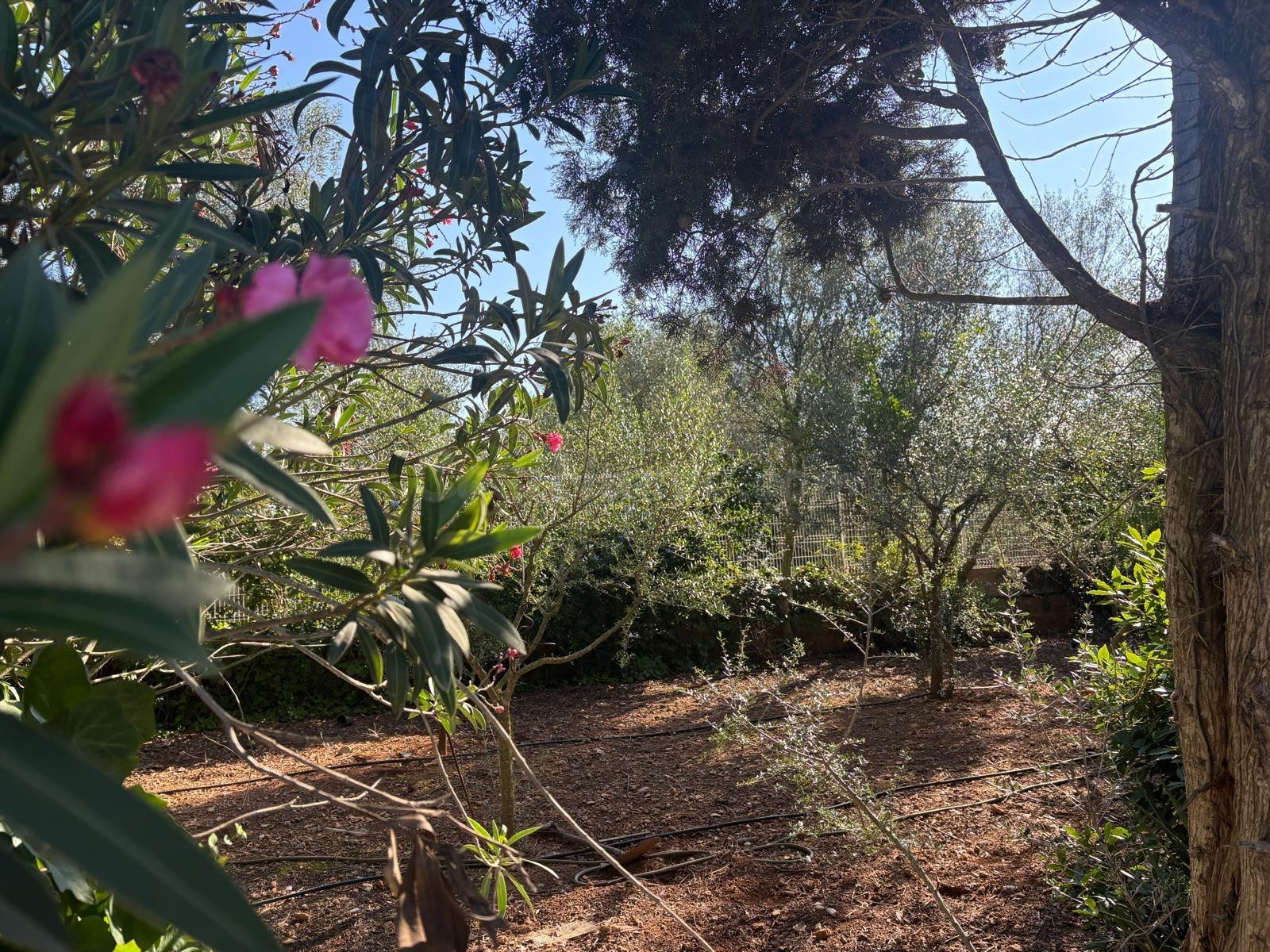 Espectacular finca rústica mallorquina, en Algaida - foto 5