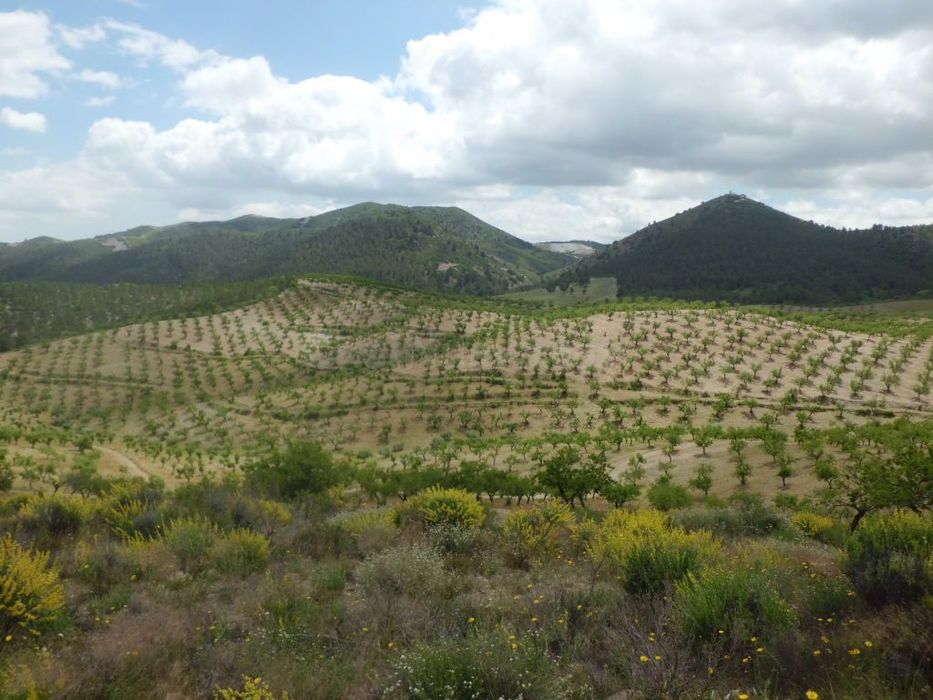 Finca Rústica, LOS GOMEZ, JARALES