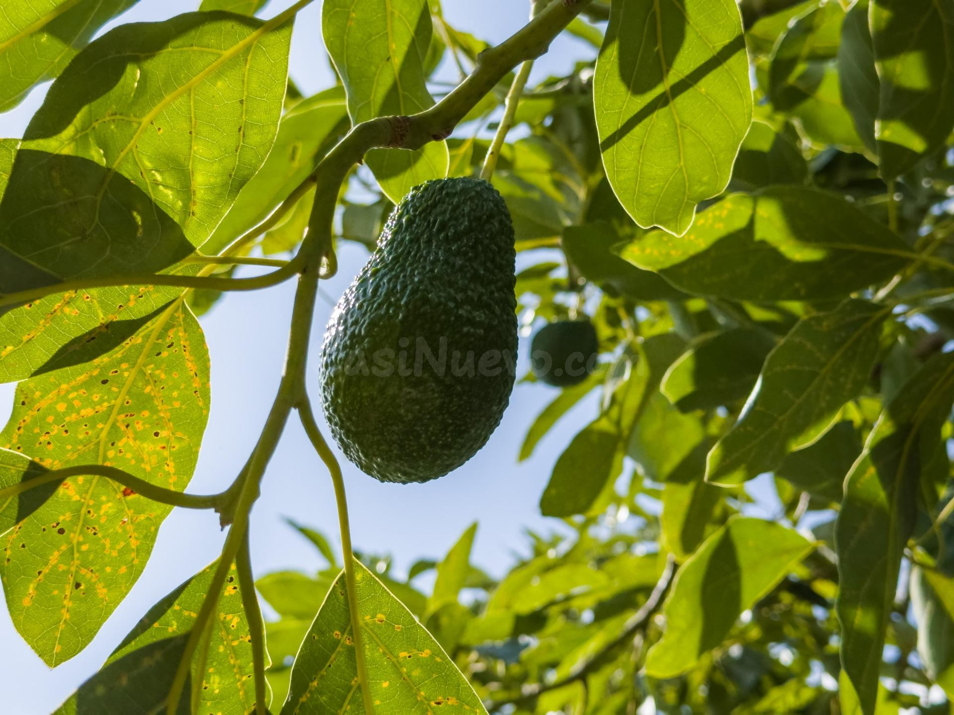 Finca rústica de AGUACATES con CONTRUCCIÓN de 37 m2 en Los Guájares (Faragüit)