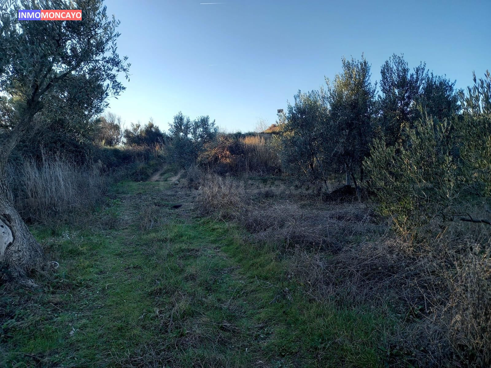 Se vende olivar a 3 km de Tortoles - foto 2