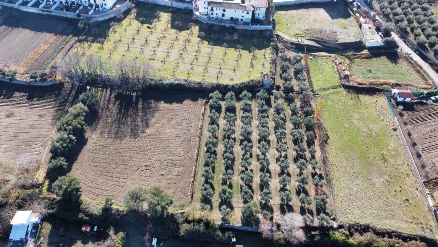 OLIVAR EN LA ZUBIA DE 3.597 M2