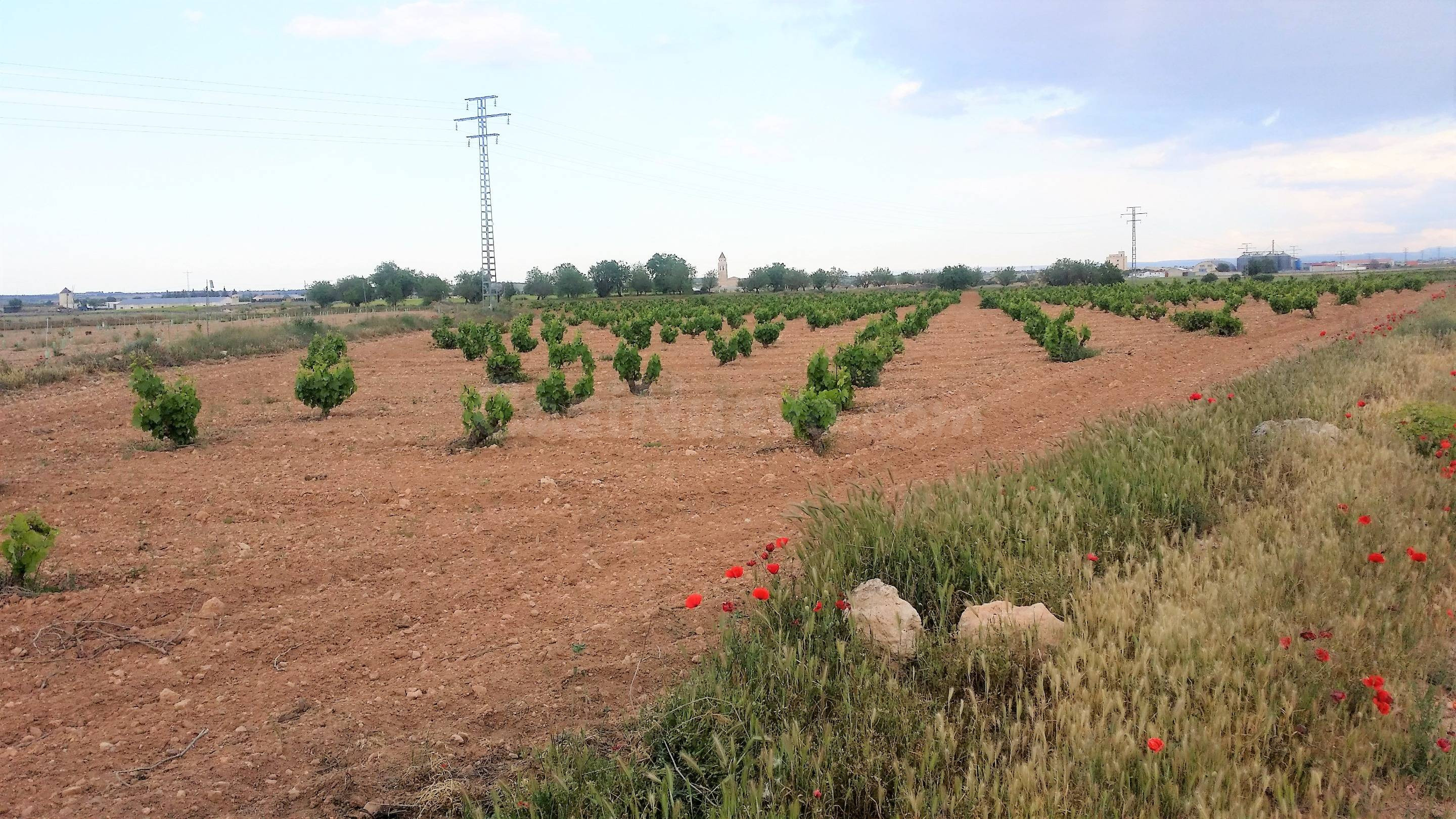 SE VENDE Parcela en Mahora (Albacete). Ideal para inversión  - foto 2