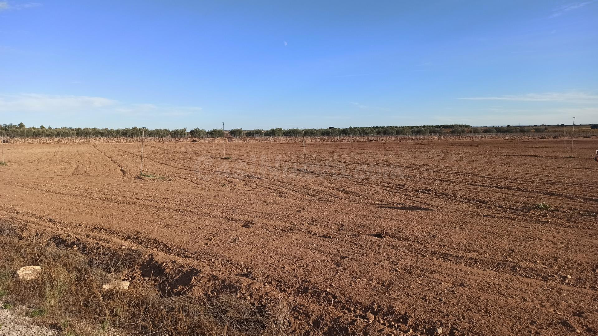 Se venden dos parcelas rústicas de riego en Mahora, Albacete - foto 5