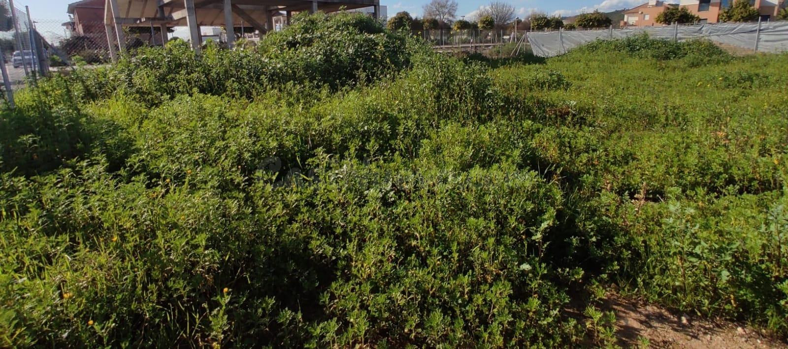TERRENO EN VENTA EN SAN ANTONIO (EL CARPIO) - foto 2