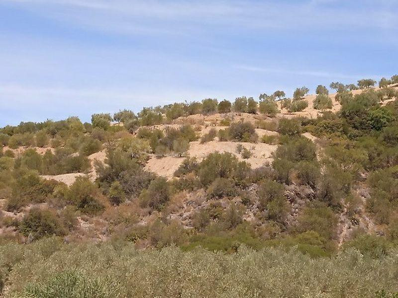 Promoción de terrenos en venta en pre. el jeme, polígono 60 en Morón de la Frontera