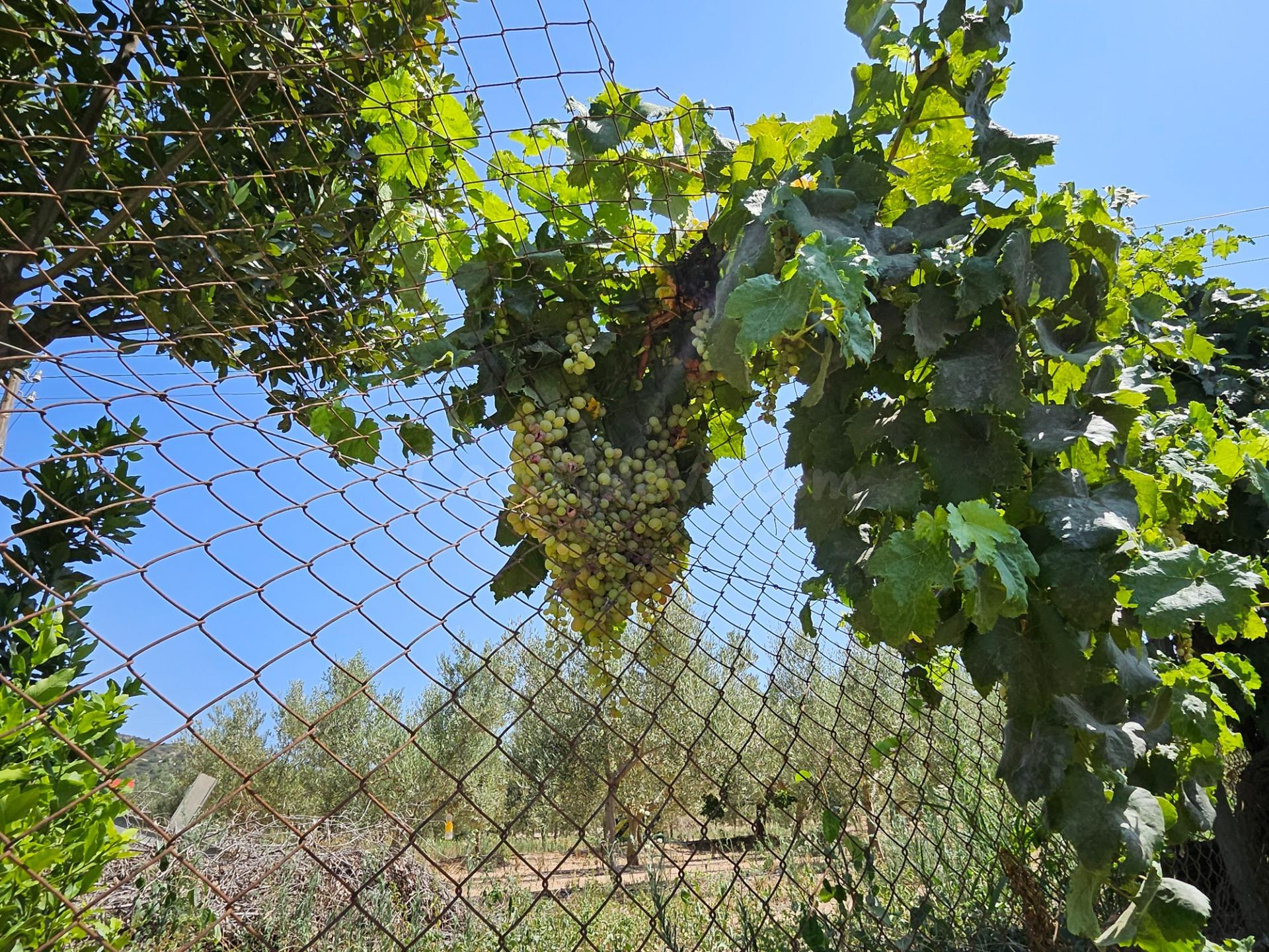 Finca de 6.000 M2, plana y vallada con casa unifamiliar y ot - foto 3
