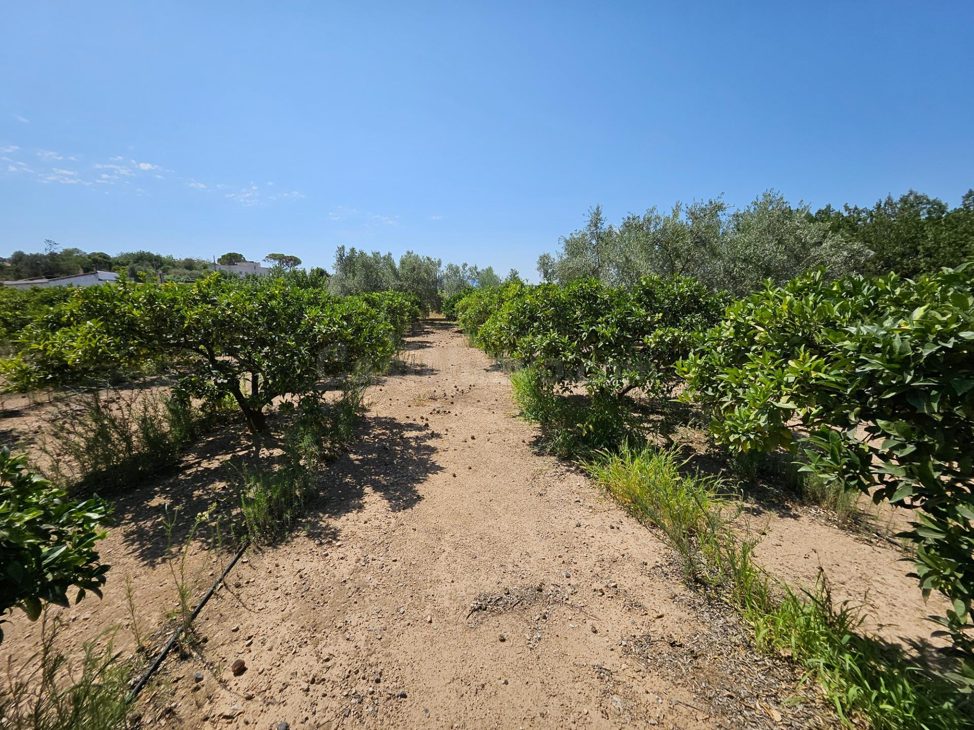 Finca de 6.000 M2, plana y vallada con casa unifamiliar y ot - foto 5
