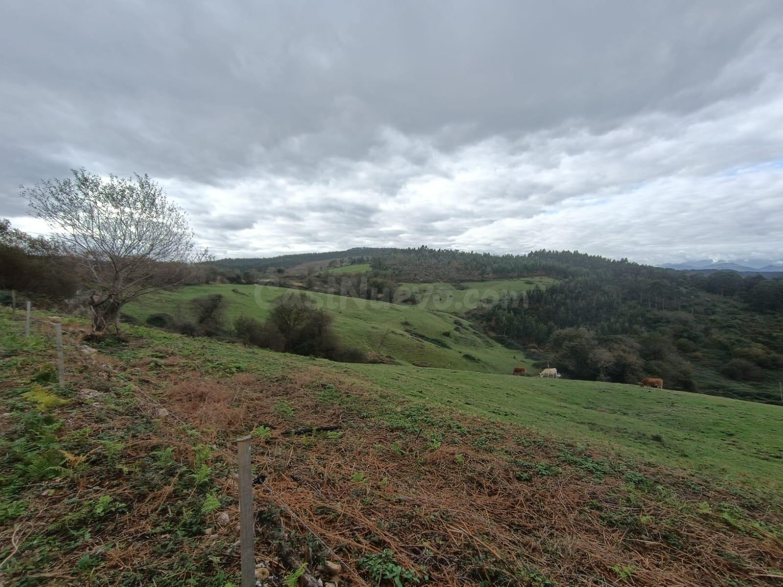 MÁS DE 5 Ha. DE NATURALEZA EN RUILOBA.- - foto 4
