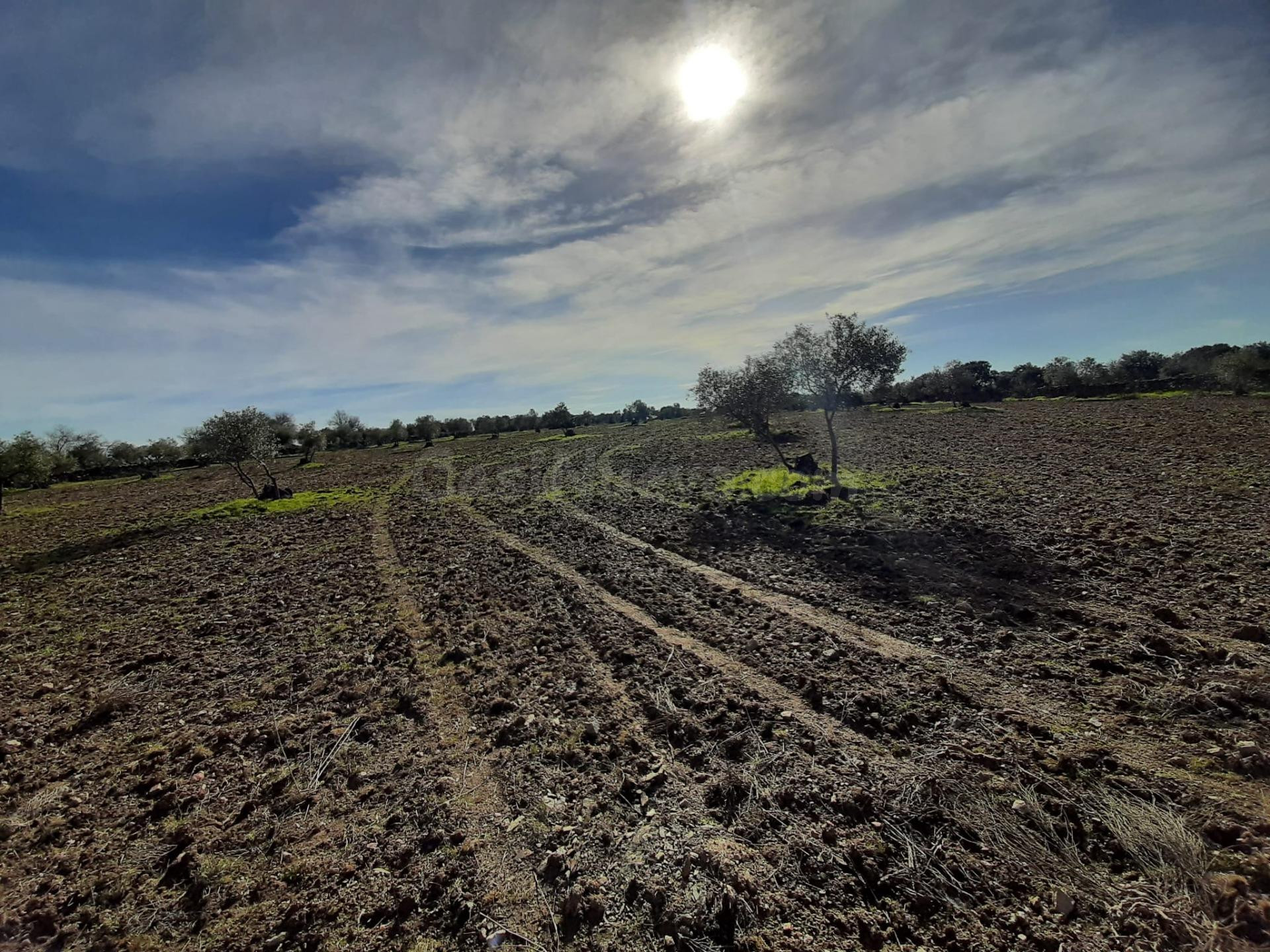 Olivar con una construcción para reformar de unos 26 metros - foto 3