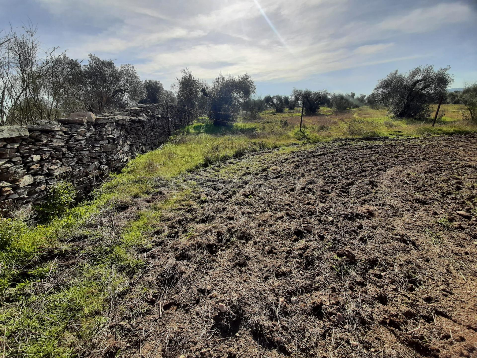 Olivar con una construcción para reformar de unos 26 metros - foto 5