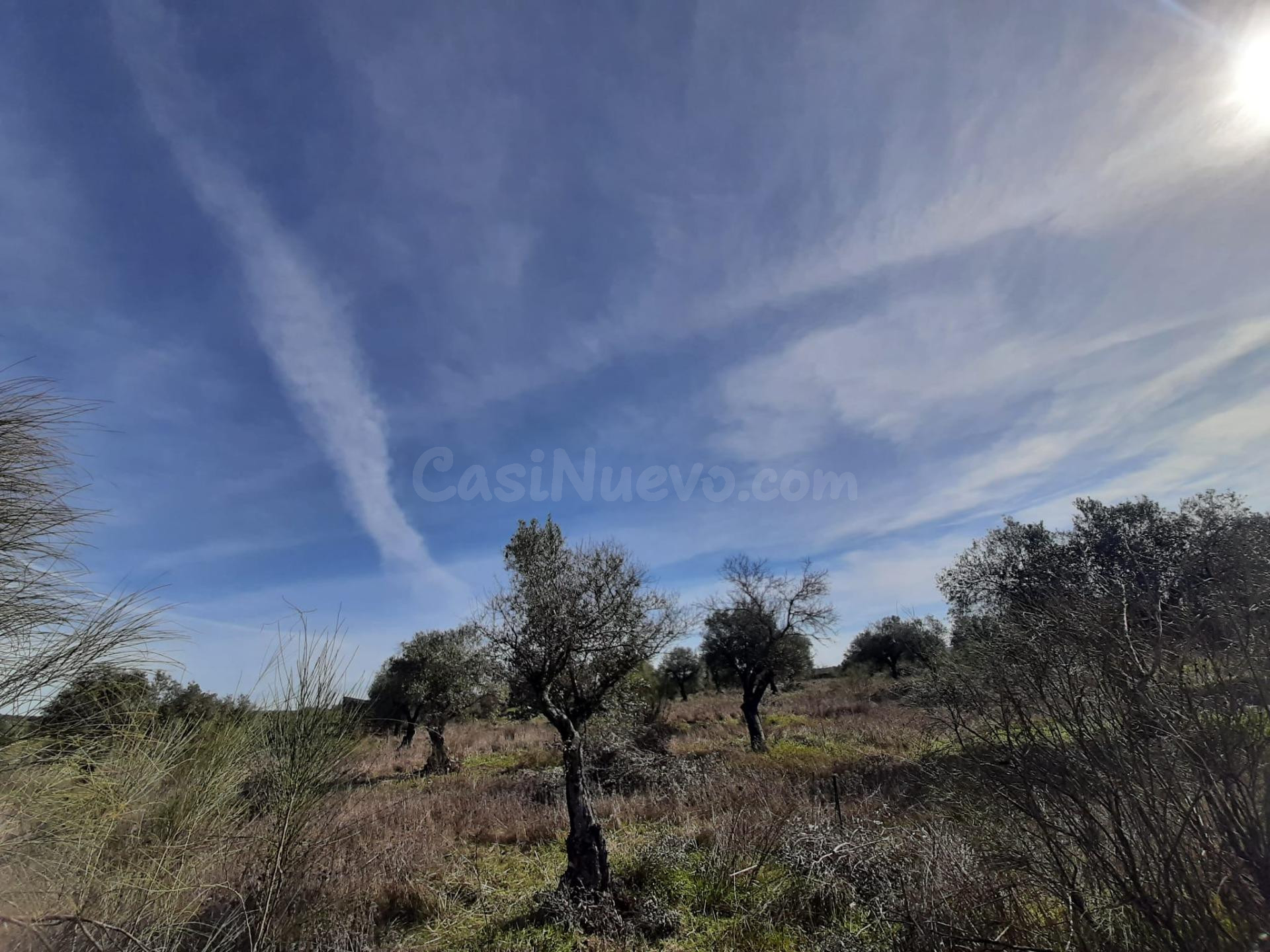 Olivar en Botija - foto 2