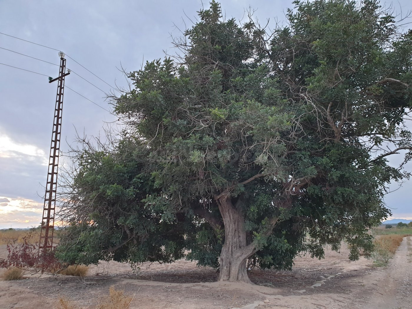 TERRENO EN EL MOLAR ( ZONA LA MARINA )