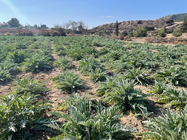 PARCELA EN LOS SECANOS, TOTANA