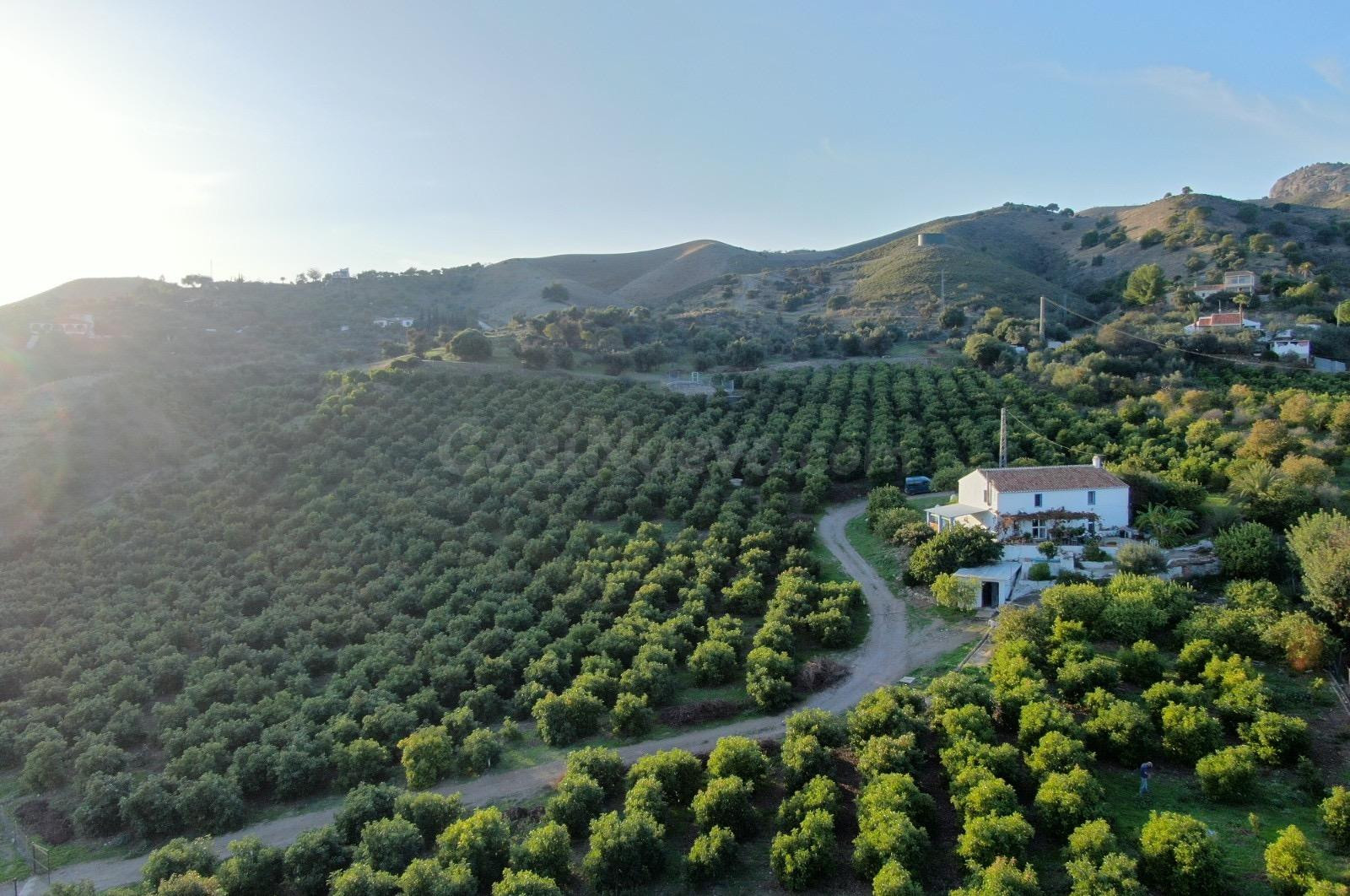 Fincas de Regadío en ÁLORA