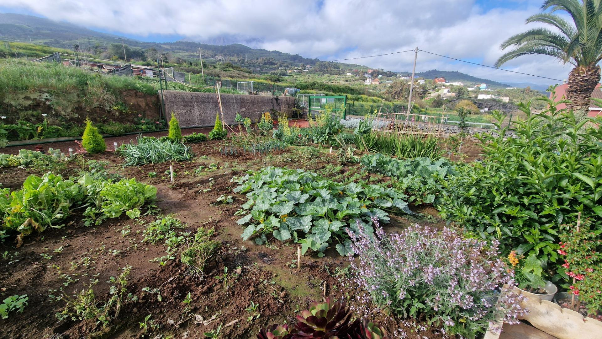 Casa con precioso terreno de cultivo, varias terrazas, garaj - foto 3