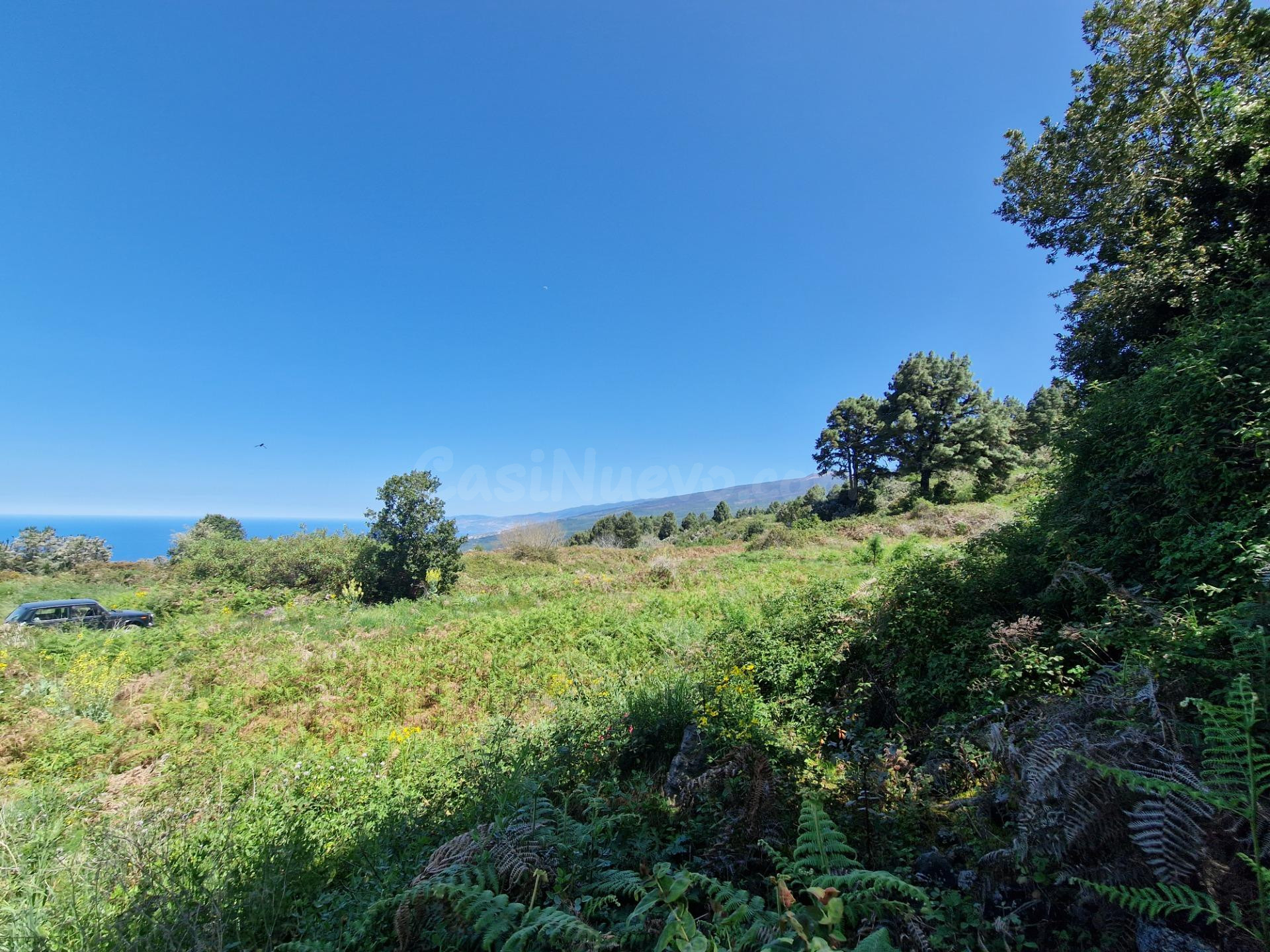 Terreno con Bosque de Pinos en Icod de los Vinos: Una Oportu - foto 2