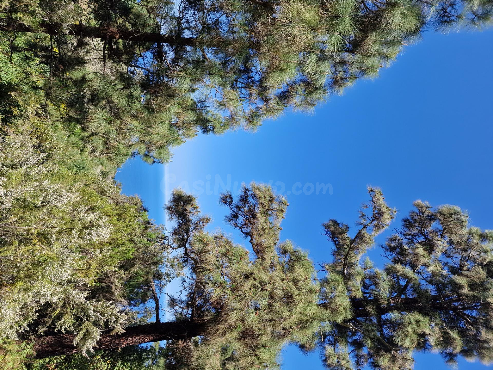 Terreno con Bosque de Pinos en Icod de los Vinos: Una Oportu - foto 4