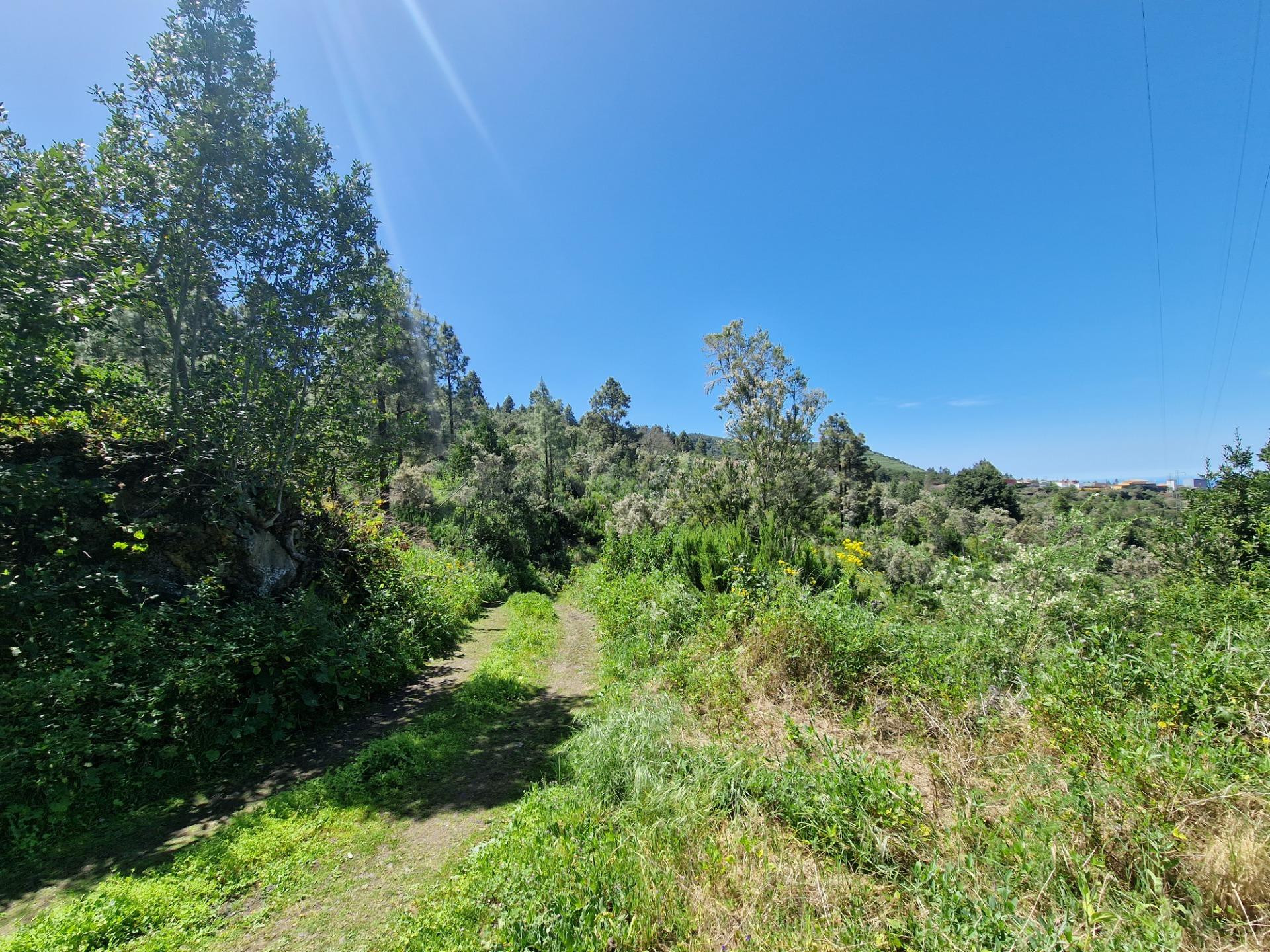 Terreno con Bosque de Pinos en Icod de los Vinos: Una Oportu - foto 5