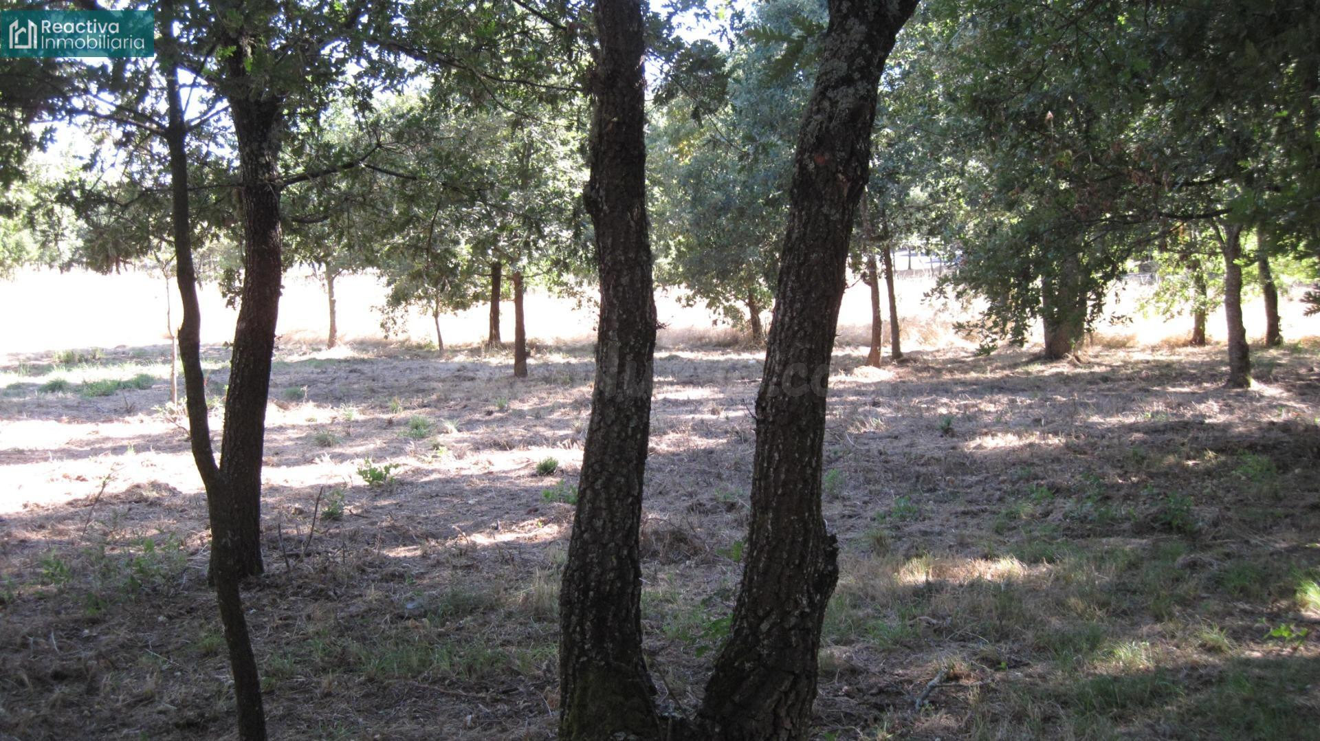 Finca a la venta en Celanova.