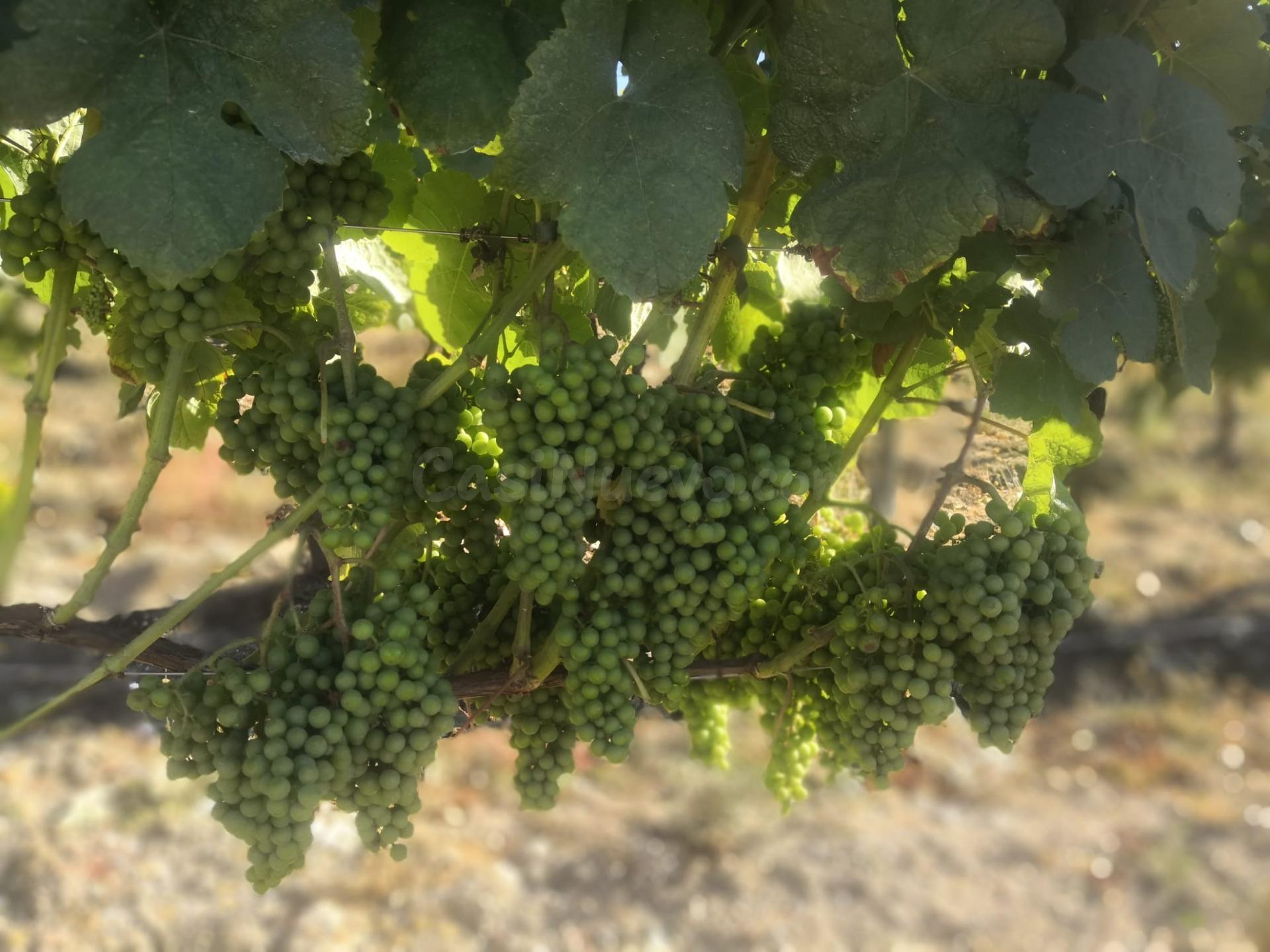 Casa con viÑ±edo en el Ribeiro: refugio de lujo ðð¡ - foto 4