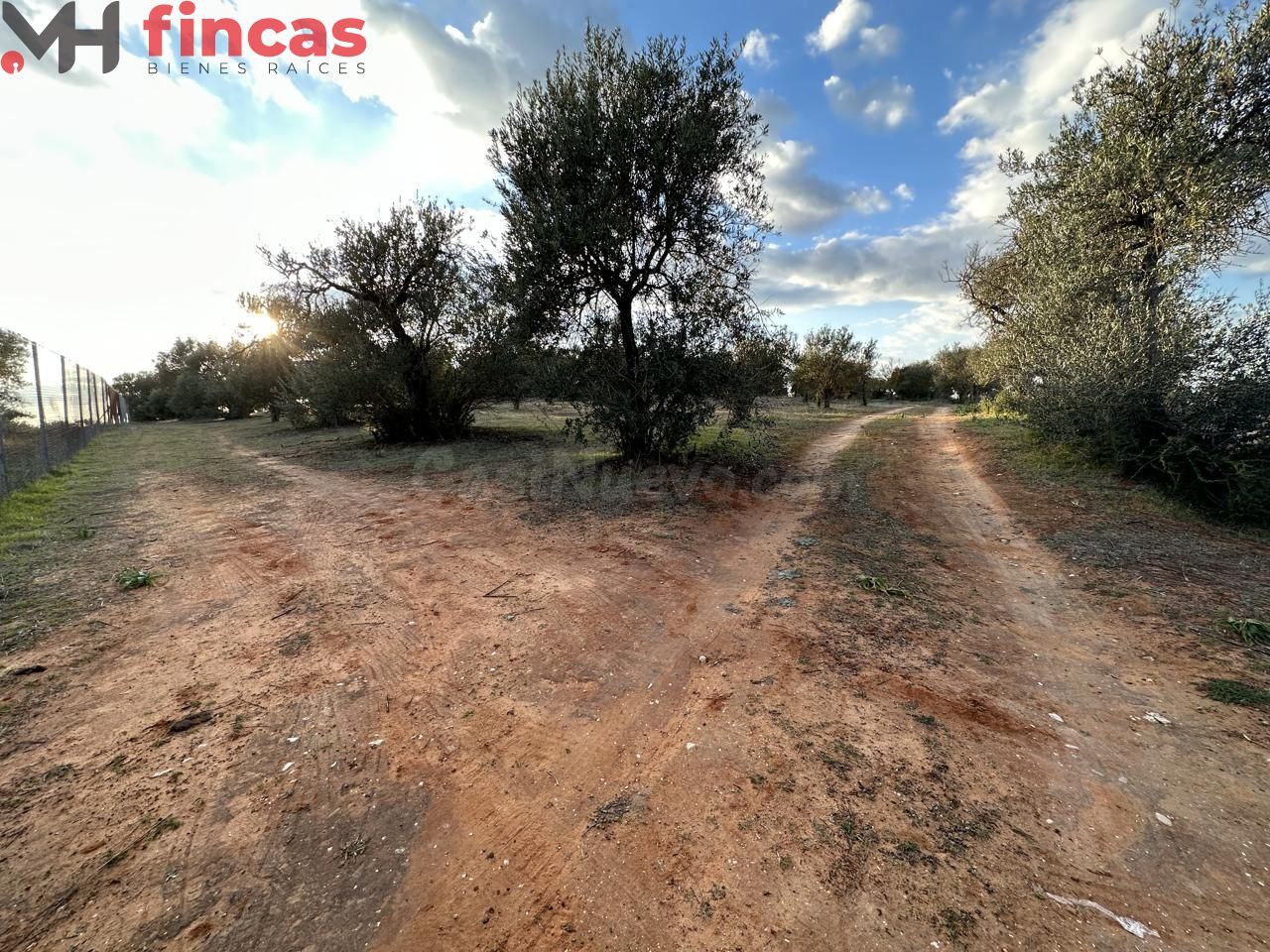 Precioso Olivar de secano 100 patas aprox . y 3.600 Mt2 de p - foto 2