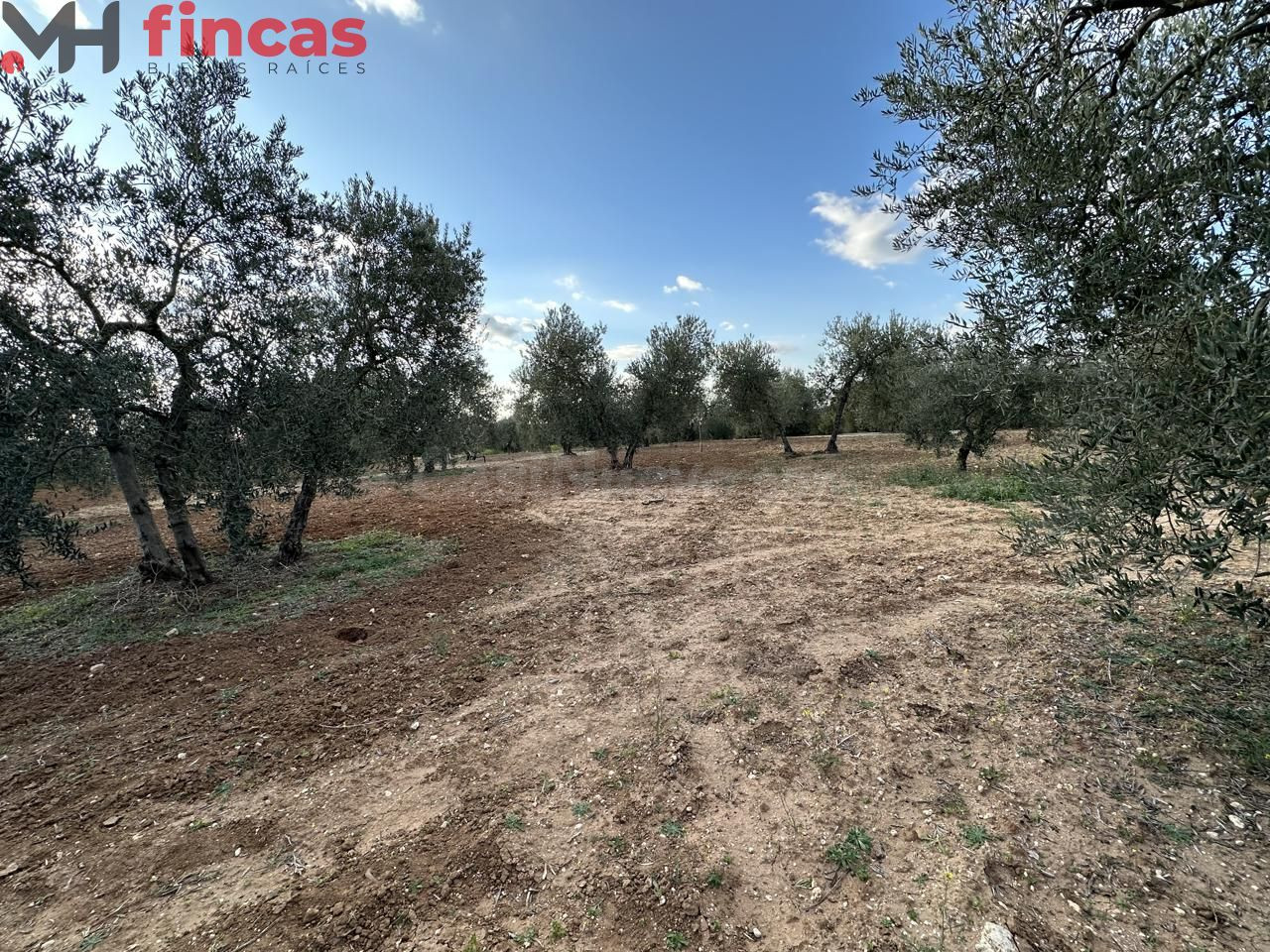Precioso Olivar de secano 100 patas aprox . y 3.600 Mt2 de p - foto 3