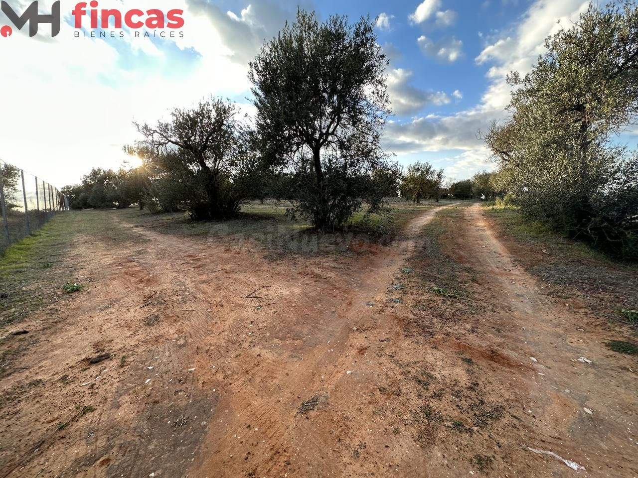Precioso Olivar de secano 100 patas aprox . y 3.600 Mt2 de p - foto 4