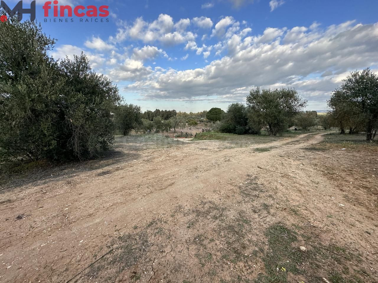 Precioso Olivar de secano 100 patas aprox . y 3.600 Mt2 de p - foto 5