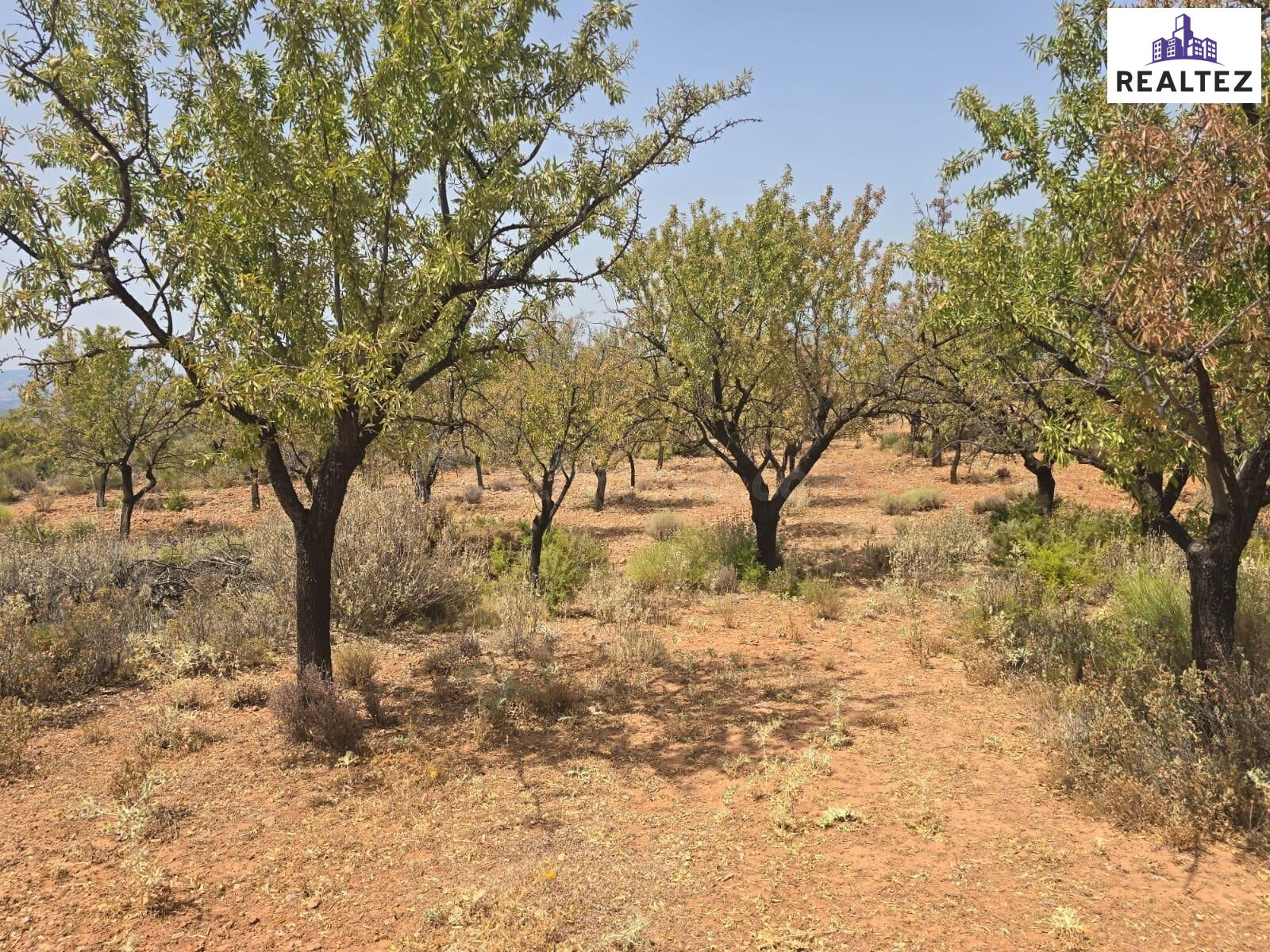 Terreno rústico en venta en Alcolea – 16.354m2 en plena Alpu - foto 5
