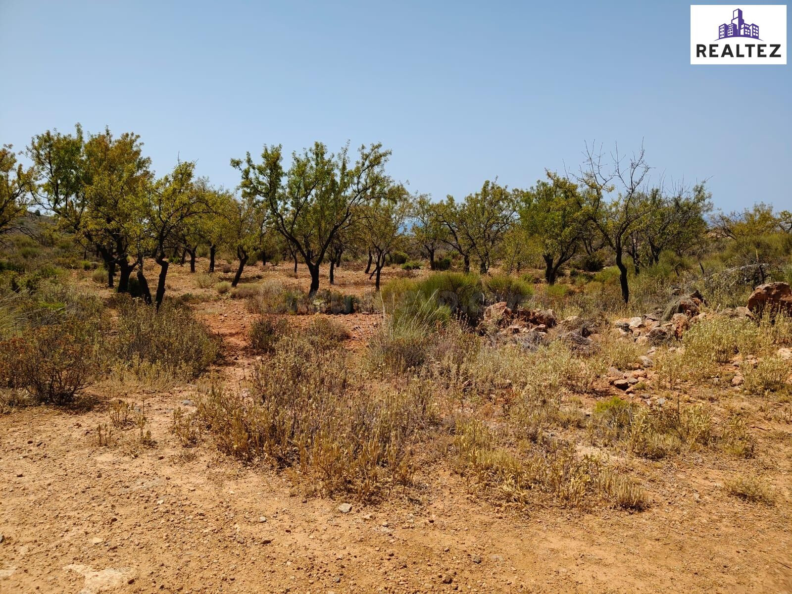Terreno rústico en venta en Alcolea – 51.654m2 en plena Alpu - foto 4