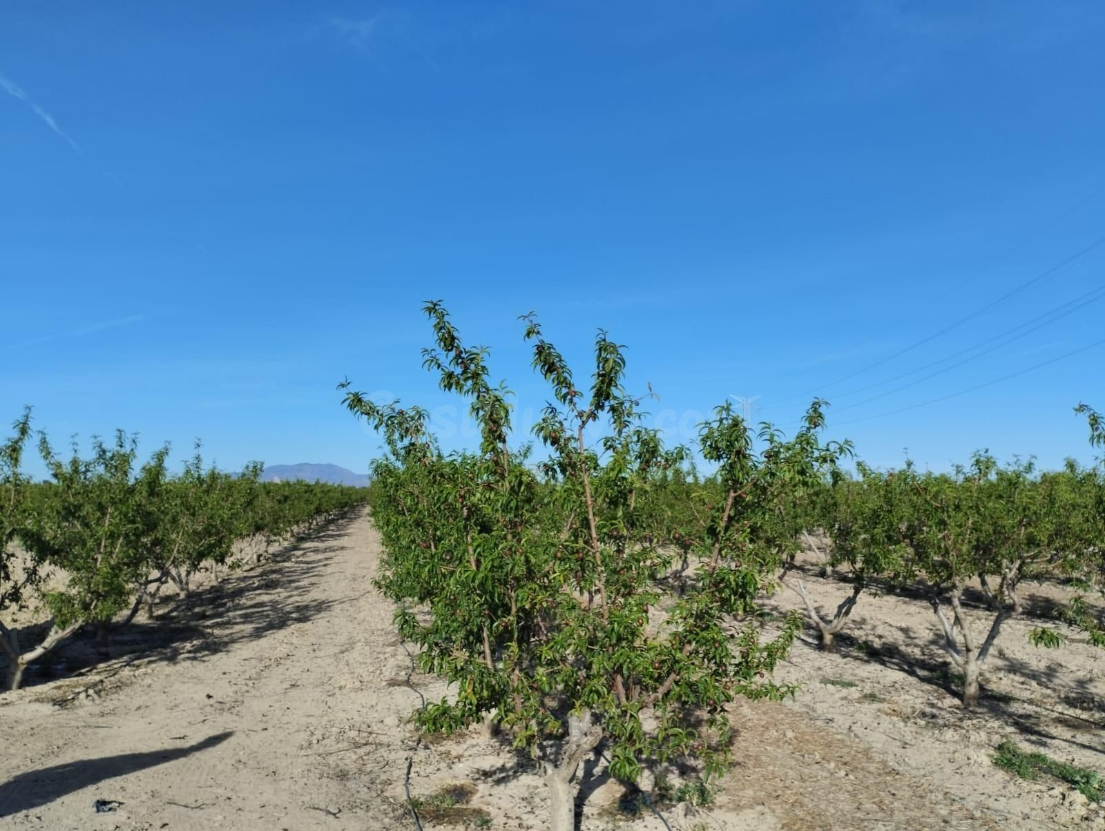 Terreno Agrario - Lébor, Totana