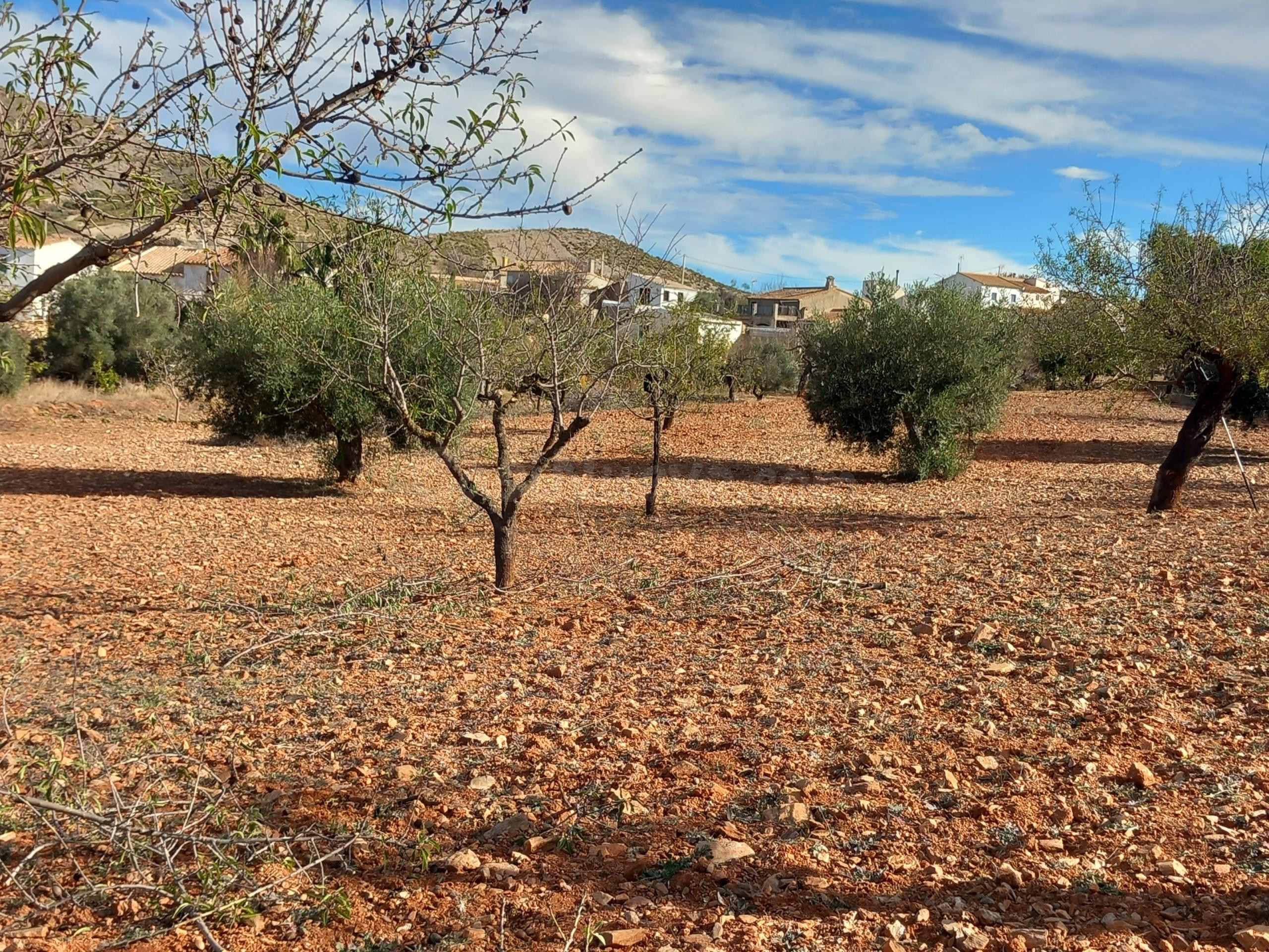 TERRENO URBANO CONSOLIDADO CON CORTIJO EN LUBRÍN - foto 2